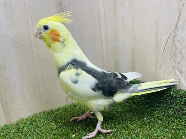 オカメインコ