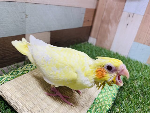 オカメインコ