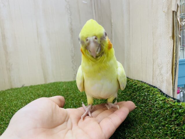 オカメインコ