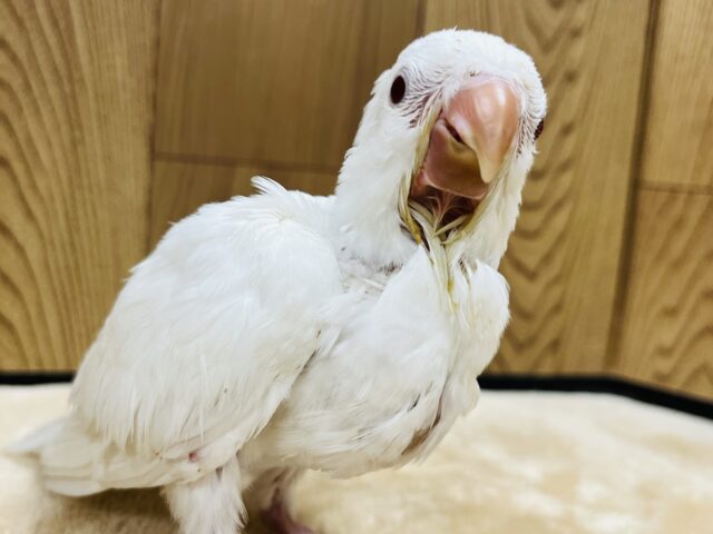 【動画更新🪄とってもお利口さん☆】天使みたい♡かわいすぎるオキナインコ(アルビノ)ヒナ オキナインコ