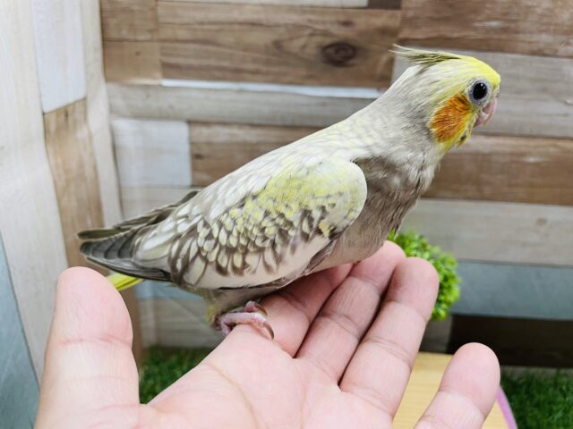 オカメインコ