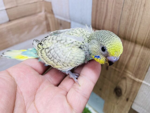 セキセイインコ