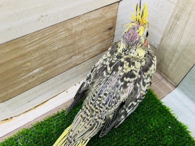 オカメインコ