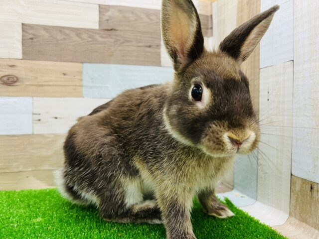 ネザーランドドワーフ