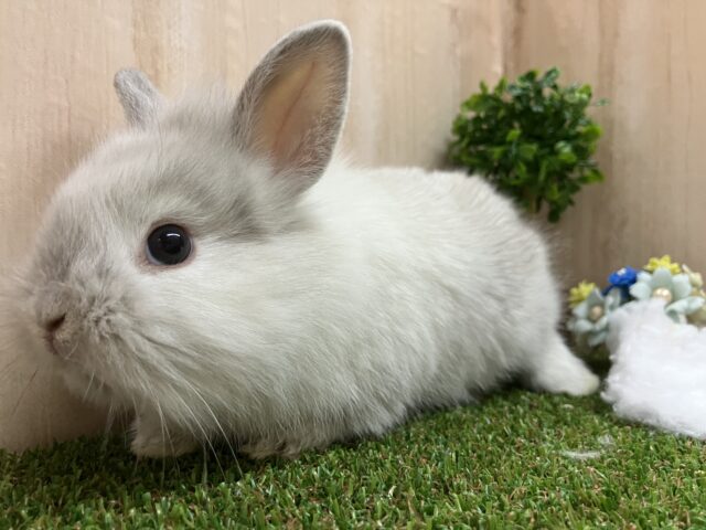 ライオンラビット