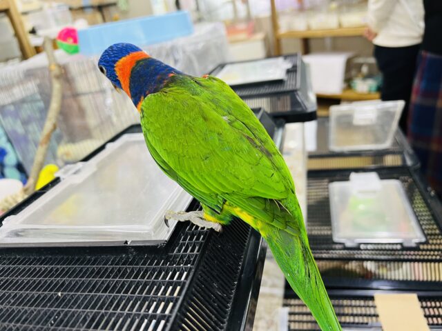 ゴシキセイガイインコ