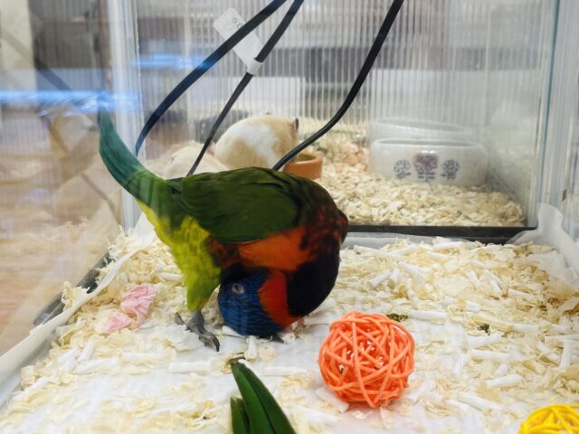 ゴシキセイガイインコ
