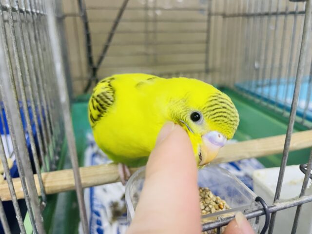 セキセイインコ
