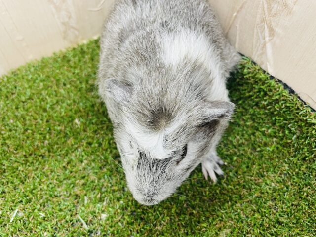 クレステッドモルモット