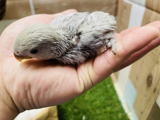 コザクラインコ（小桜インコ）