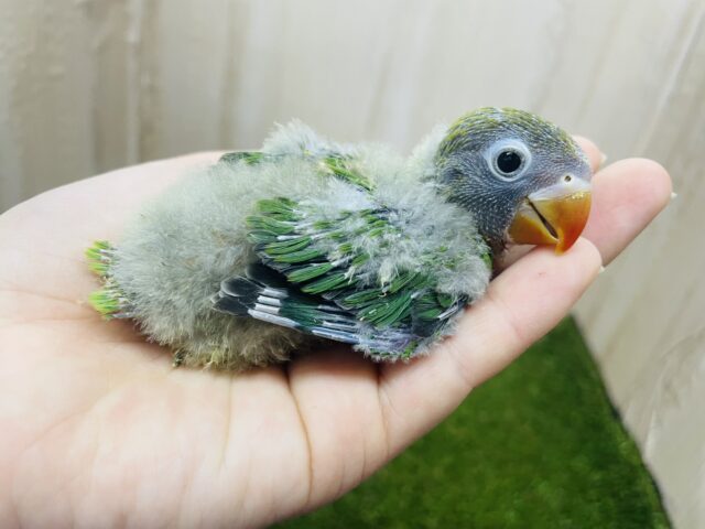 ルリゴシボタンインコ