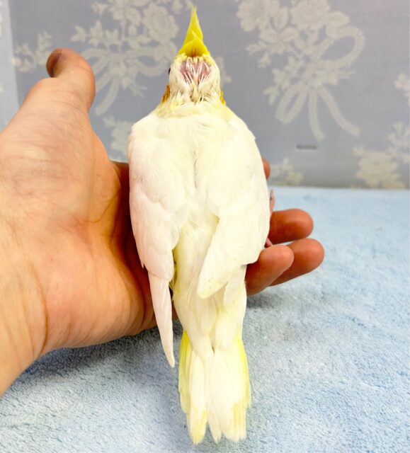 人気❗️オカメインコ(ルチノー) 2023年2月生まれ オカメインコ