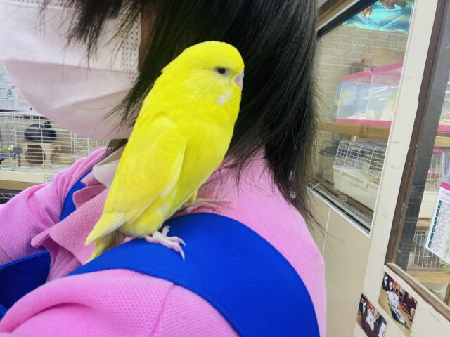 ジャンボセキセイインコ