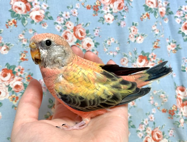 アキクサインコ（秋草インコ）