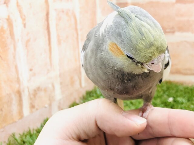 オカメインコ
