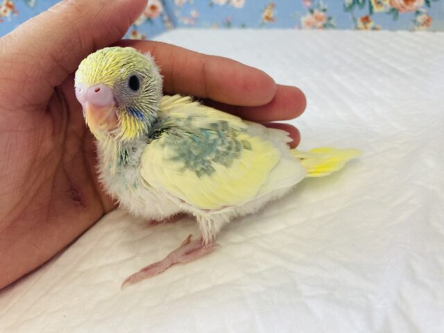とってもかわいい色合いの💛セキセイインコのヒナちゃん入舎です💙 セキセイインコ