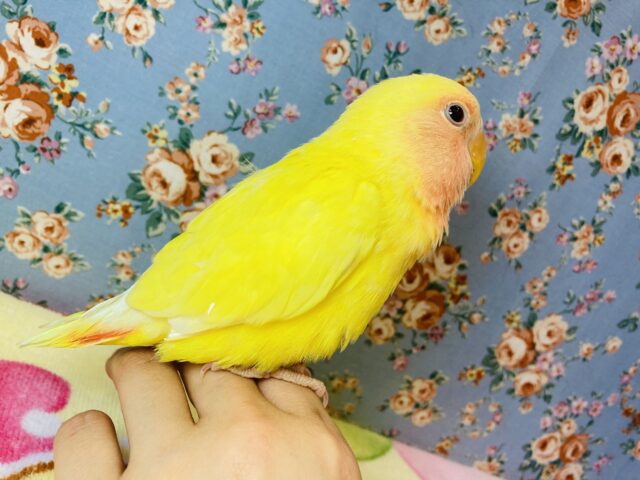 コザクラインコ（小桜インコ）