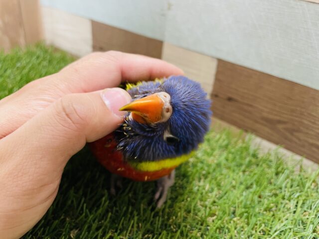 ゴシキセイガイインコ