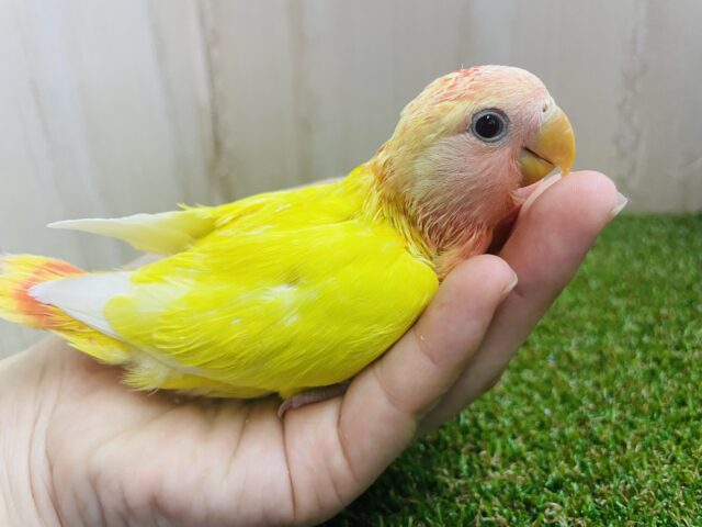 コザクラインコ（小桜インコ）