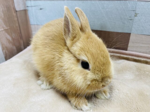 ネザーランドドワーフ