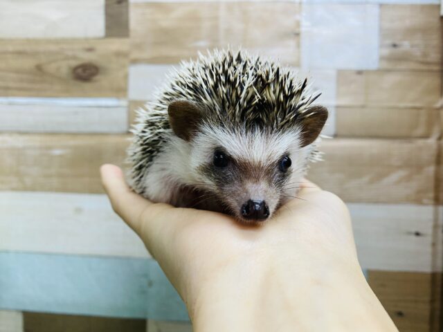 ハリネズミ（ヨツユビハリネズミ）