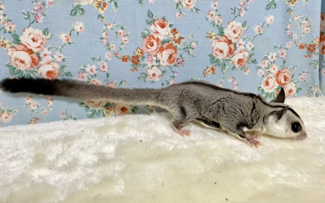 フクロモモンガ