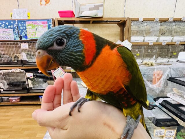 ゴシキセイガイインコ