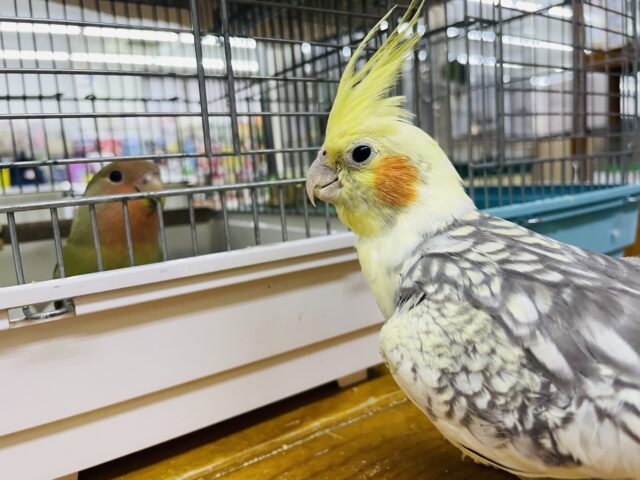 オカメインコ