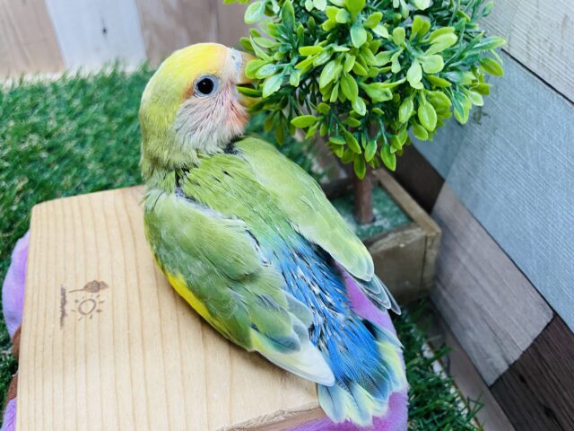 コザクラインコ（小桜インコ）