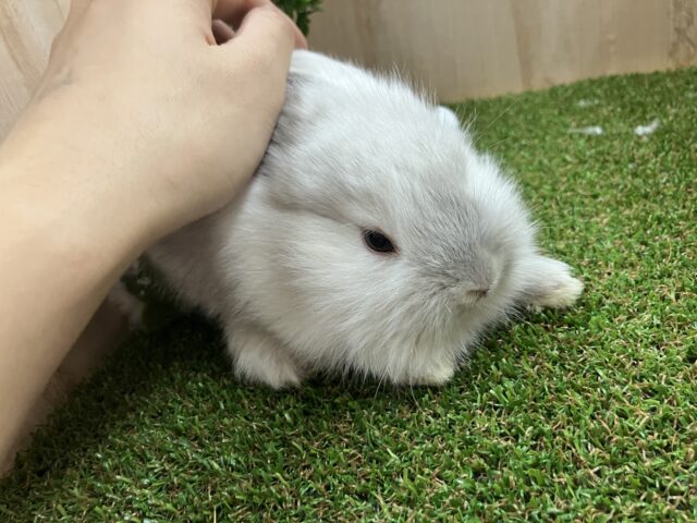 ライオンラビット