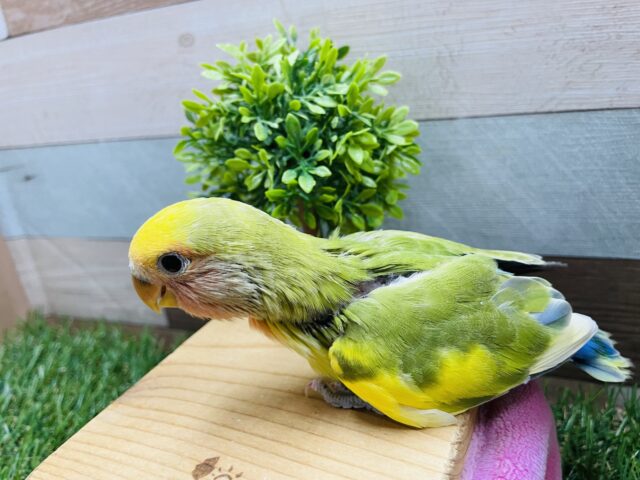 コザクラインコ（小桜インコ）