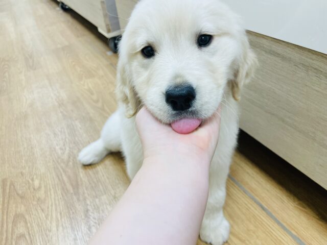 ゴールデンレトリバー