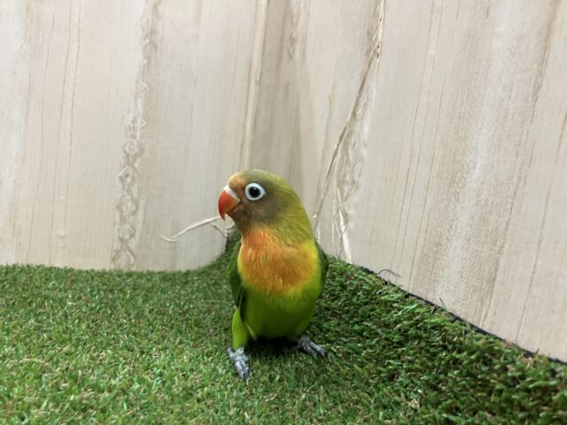 ルリゴシボタンインコ