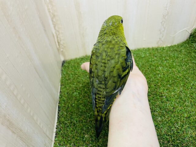 サザナミインコ