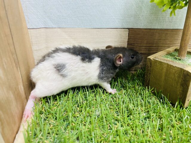 ファンシーラット