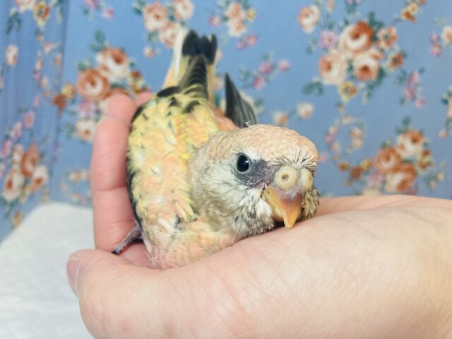 まったりおっとり🧡ローズ秋草インコさんです🧡 アキクサインコ(秋草インコ)