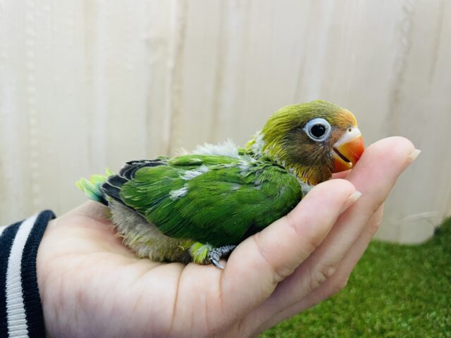 ルリゴシボタンインコ