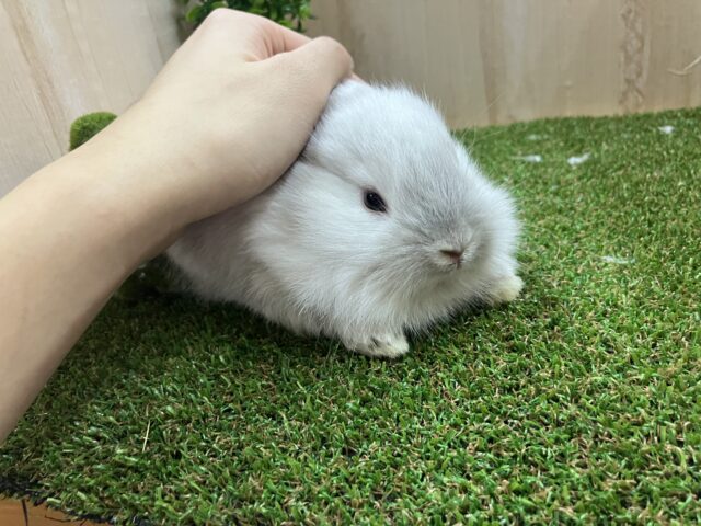 ライオンラビット