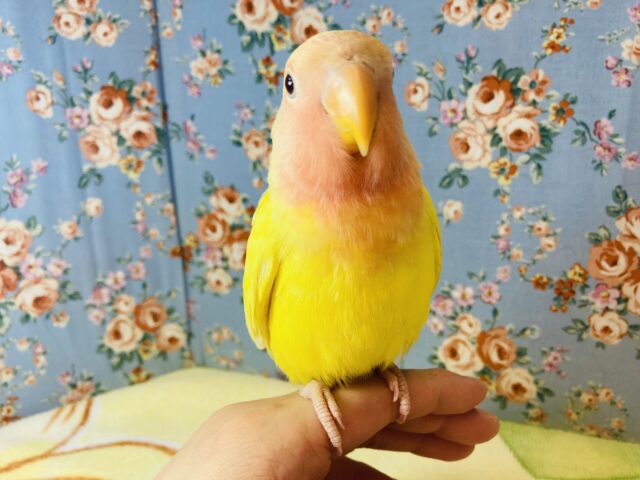 コザクラインコ（小桜インコ）