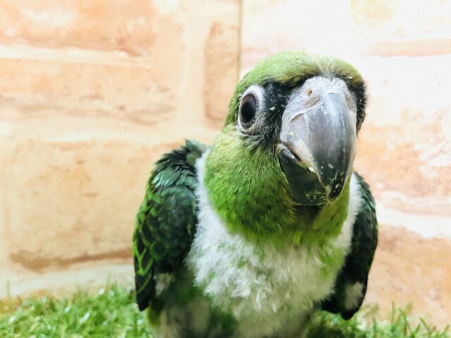 ズアカハネナガ