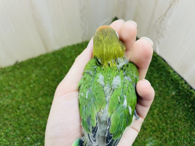 ルリゴシボタンインコ