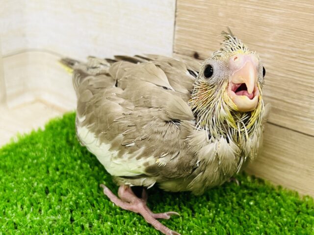 オカメインコ