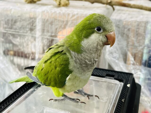 オキナインコ