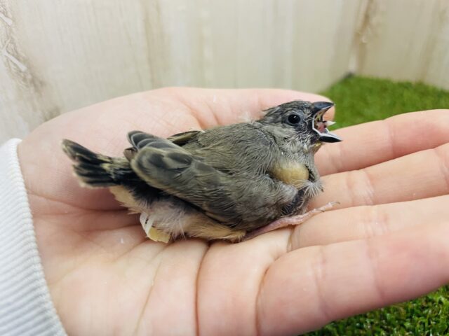 錦花鳥（キンカチョウ）