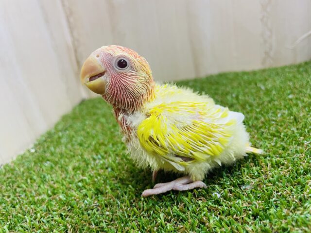 コザクラインコ（小桜インコ）