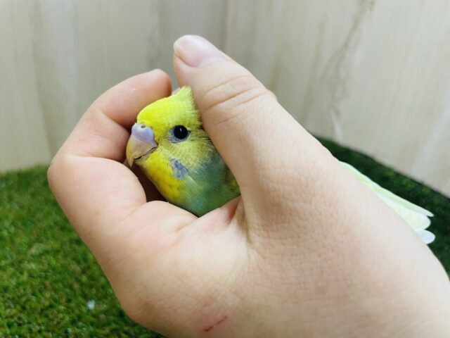 セキセイインコ