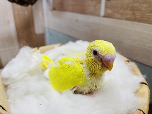 セキセイインコ