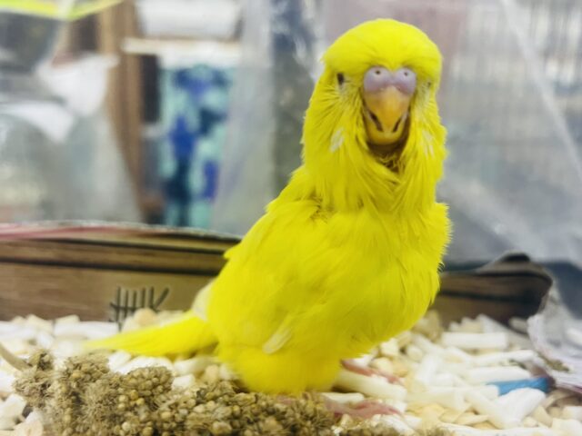 ジャンボセキセイインコ