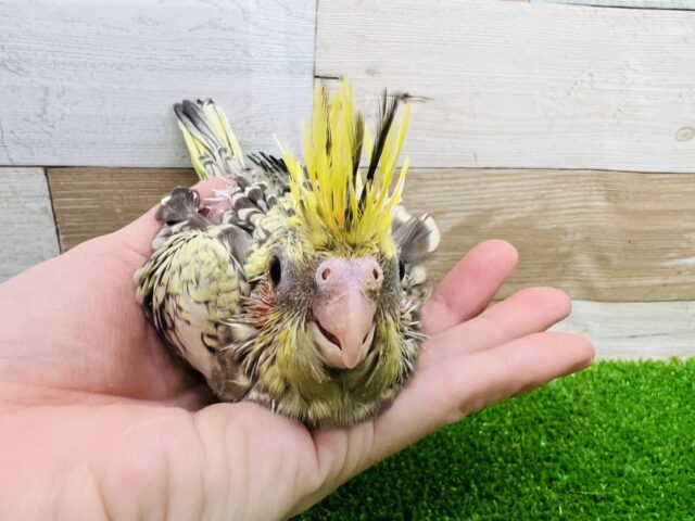 オカメインコ