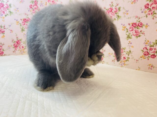 ロップイヤーラビット